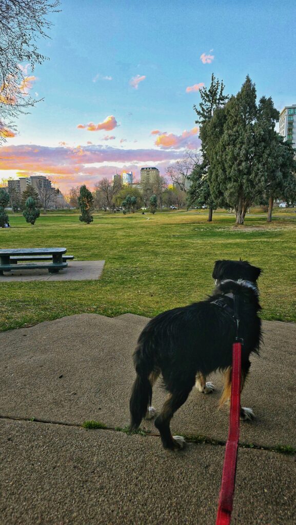 Dog Walker for Lincoln Park and Golden Triangle in Denver